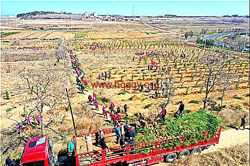 荣成迎驾新村党支部强弱联合苗木基地.jpg